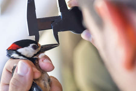 Scientist holding a male great spotted woodpecker (Dendrocopos major) and measuring its beak in a...