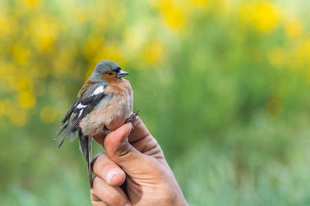 Scientist holding a male common chaffinch (Fringilla coelebs)  in a bird banding/ringing sessionの写真素材