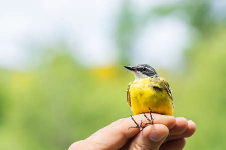 Scientist holding a male western yellow wagtail (Motacilla flava) in a bird banding/ringing session
