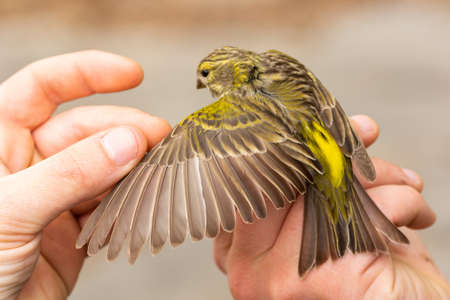 Scientist holding a male European serin (Serinus serinus) in a bird banding/ringing session and seing its ageの写真素材