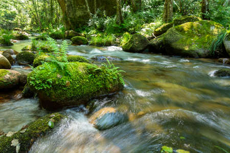 Forest stream with green vegetation in the river banks: ferns, fallen leaves and rocks covered with moss.の写真素材