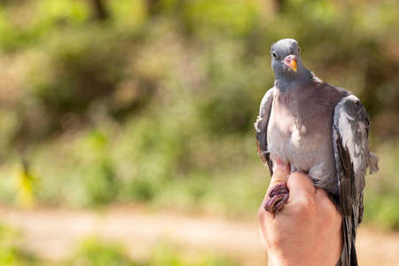 Scientist holding a ringed wood pigeon (Columba palumbus) in a bird banding/ringing sessionの写真素材