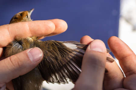 Scientist handling a bird, to see its age and to do some measuring, in a bird banding session. Eurasian blackcap (Sylvia atricapilla)の写真素材