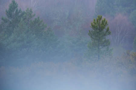 Pine trees in the fogの写真素材