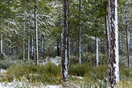 Pine trees with snow in the trunksの写真素材
