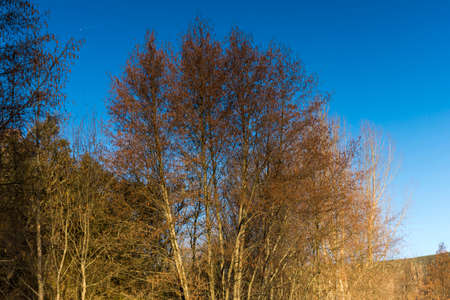 Mirror effect of beautiful trees in the waterの写真素材