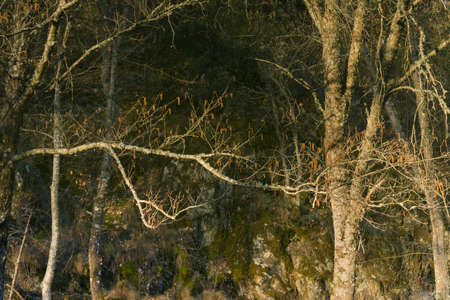 Mirror effect of a beautiful tree in the riverの写真素材