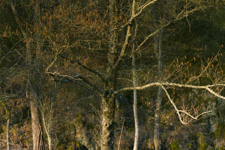 Mirror effects of a beautiful tree in a riverの写真素材