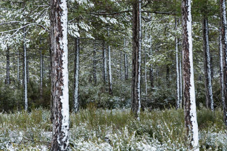 Pine trees with snow in the trunkの写真素材