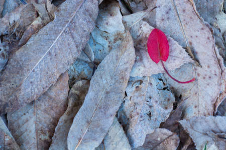 Red leaf contrasts with the other frozen brown leavesの写真素材