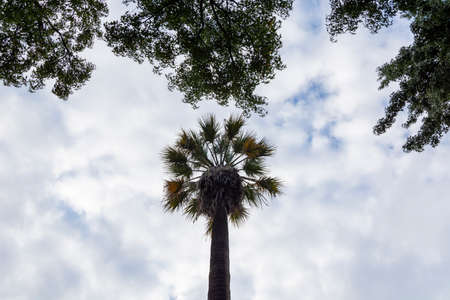 Tall palm tree silhouette. Cloudy sky. White skyの写真素材