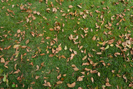 Garden floor, with green grass and brown leavesの写真素材