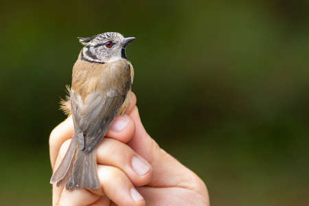 Scientist holding a European crested tit (Lophophanes cristatus) during a bird ringing sessionの写真素材