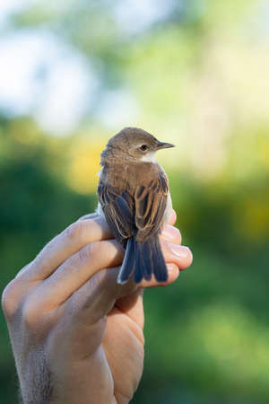Scientist holding a common whitethroat (Sylvia communis) during a bird ringing sessionの写真素材