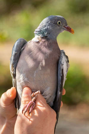Scientist holding a  common wood pigeon (Columba palumbus) during a bird ringing sessionの写真素材