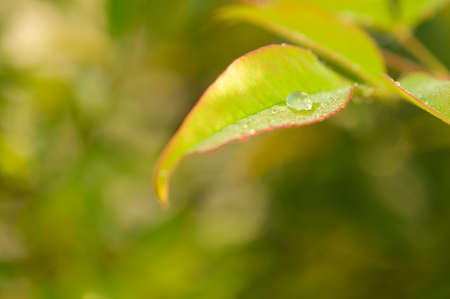 Close-up of a green leaf with a droplet of water. Reflection in the droplet. Colorful background and warm light.の写真素材