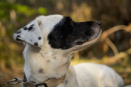 Cute black and white dog sniffing with eyes closed. Side view. Colorful background.の写真素材