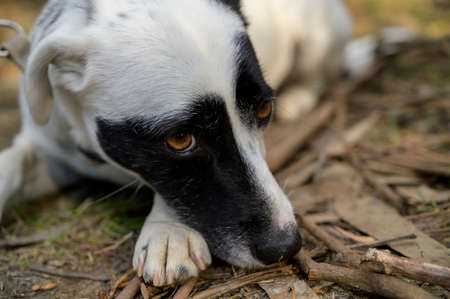 Cute black and white dog lying on the floor. Sad/cute expression. Colorful background.