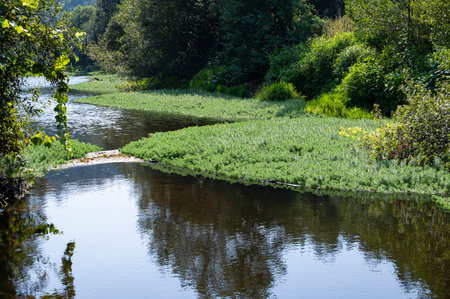 River covered with vegetation. parrot's-feather plant covering the river. Green vegetation and brightlight. Porto, Portugalの写真素材