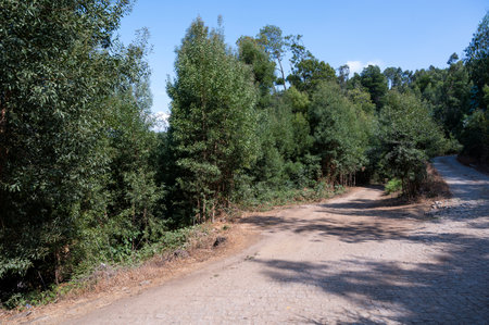 Gravel road that goes into the middle of the forest. Porto, Portugal.の写真素材