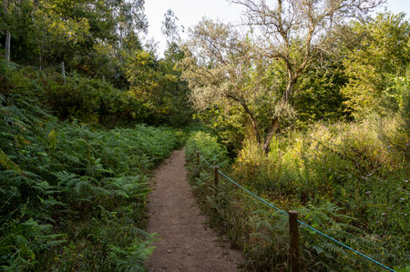 Hiking path in the middle of a oak forest. Warm side light. Porto, Portugal.の写真素材