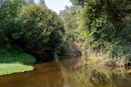 Trees covering the river. Dense vegetation in the banks of the river. Porto, Portugal.の写真素材