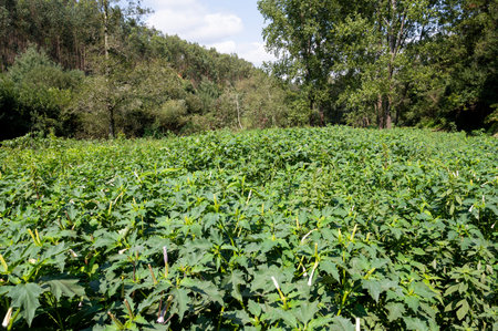 Dense field of thorn apple plants. Green herbs in the foreground and trees in the background. Porto, Portugal.の写真素材