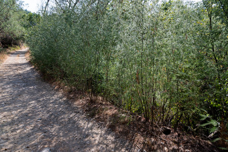 Dense forest of Acacia longifolia, invasive species. Bright sunlight. Porto, Portugal.の写真素材