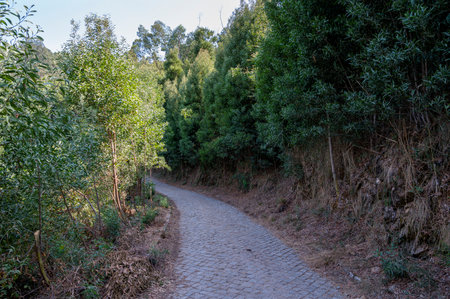 Cobblestone road in the middle of an Acacia longifolia dense forest. Invasive plants. Bright sunlight. Porto, Portugal.の写真素材