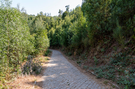 Cobblestone road in the middle of an Acacia longifolia dense forest. Invasive plants. Bright sunlight. Porto, Portugal.の写真素材