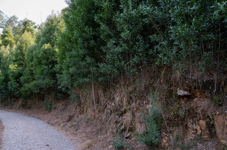 Small pond with water lilies. Jardins do PalÃ¡cio de Cristal (Cristal palace gardens). Urban garden. Porto, Portugal.の写真素材