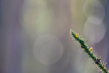 Gorse with yellow flowers and smooth colourful background. Green thorny plant. Porto, Portugal.の写真素材