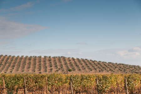 Olive groves and vineyardsの写真素材