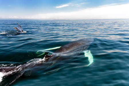 Humpback whale in Nova Scotia