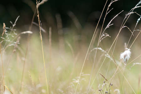 Field