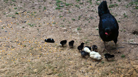 Hen with Chicksの写真素材