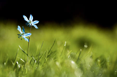 Flowerの写真素材