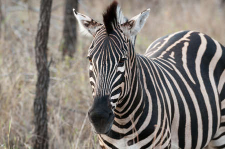Zebra