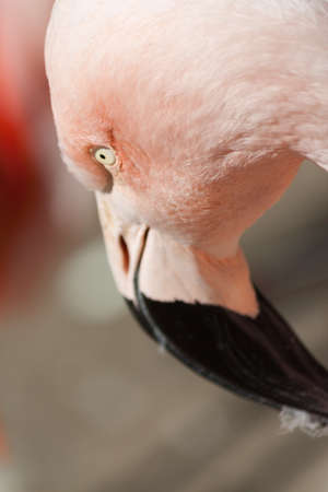 Flamingosの写真素材