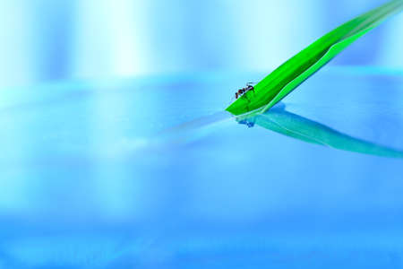 Ant tries to escape on grassの写真素材