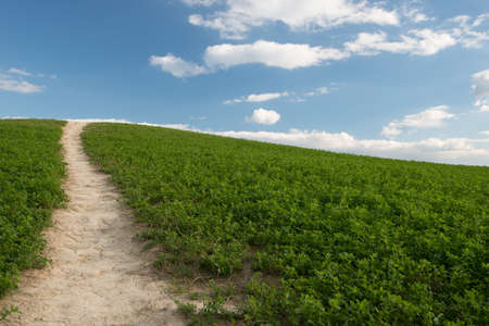 Hills in Tuscany.の写真素材