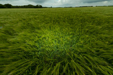 ripe wheat in Brittany with clouds