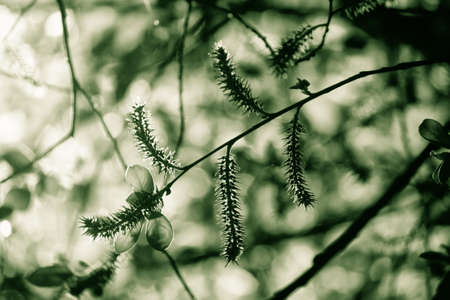autumn tree as a background