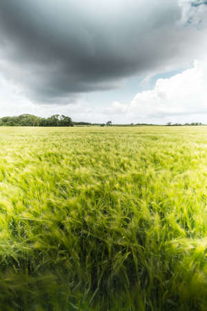 ripe wheat in Brittany with cloudsの写真素材