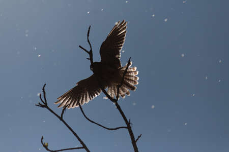 hawk in flight with backlight