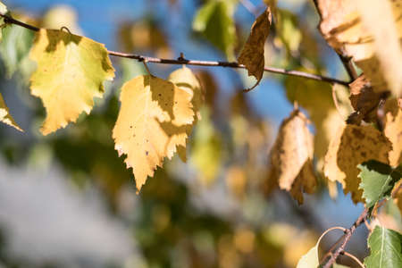 birch leaves closeup autumn nature.