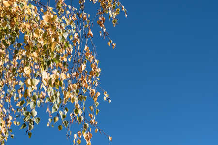 Birch autumn tree branches on blue sky background