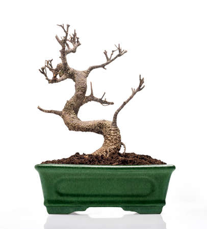 Death bonsai closeup front view の写真素材