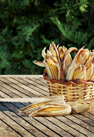 Corn cobs basket in a garden environmentの写真素材