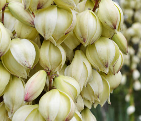 Cluster of flowers close up macro  の写真素材
